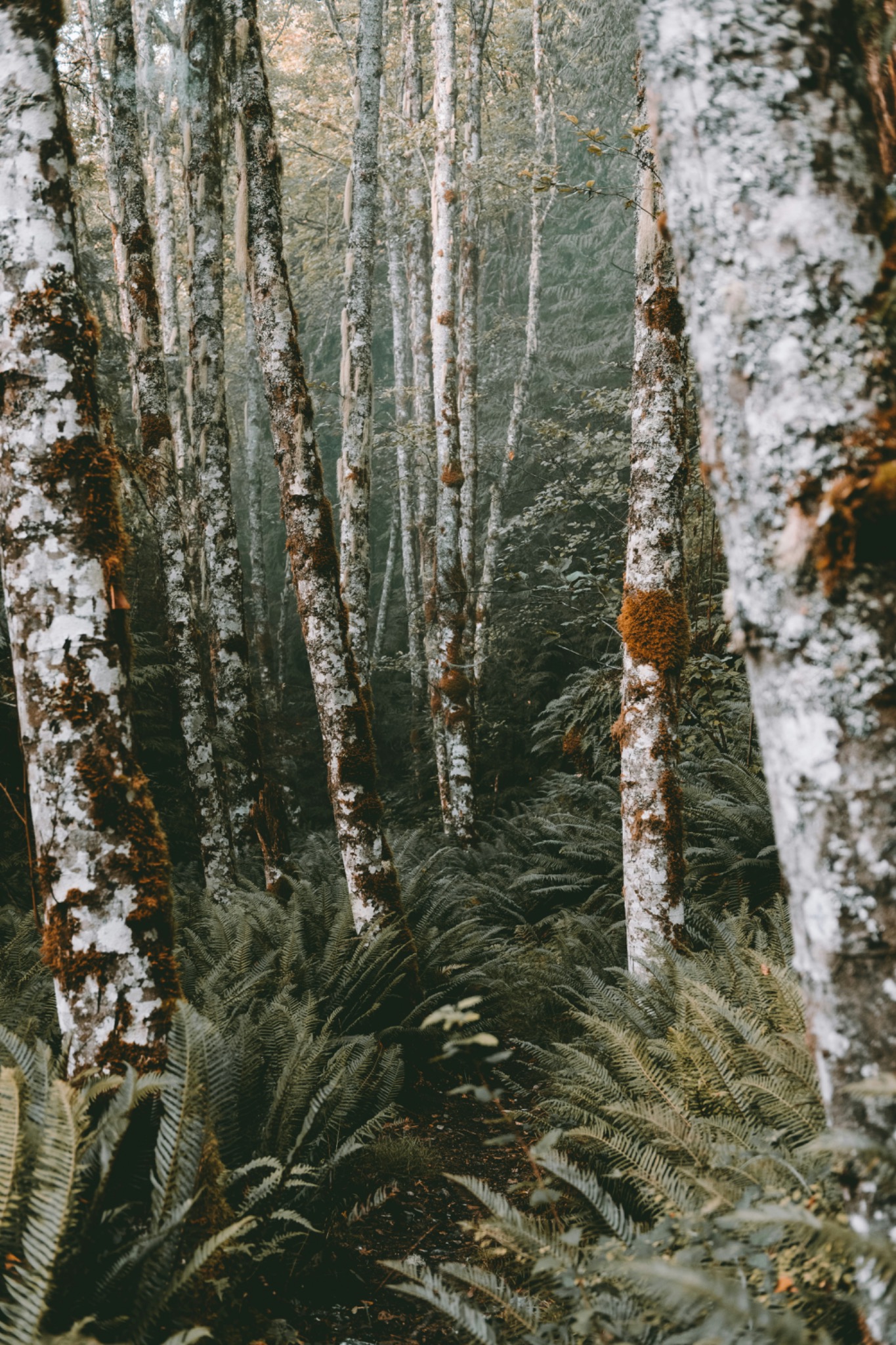 A quiet forest of pale tree trunks, soft green ferns, and warm brown moss