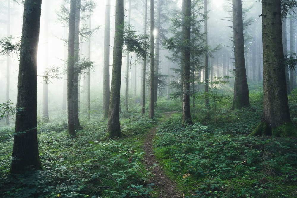 A quiet green forest with soft morning mist between the trees