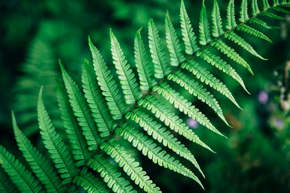 Delicate green fern fronds in natural light